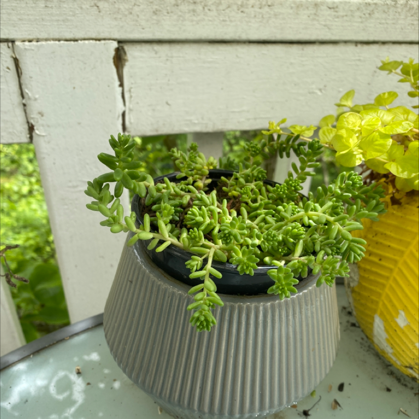 Healthy White Stonecrop plant in a pot, with vibrant green leaves.