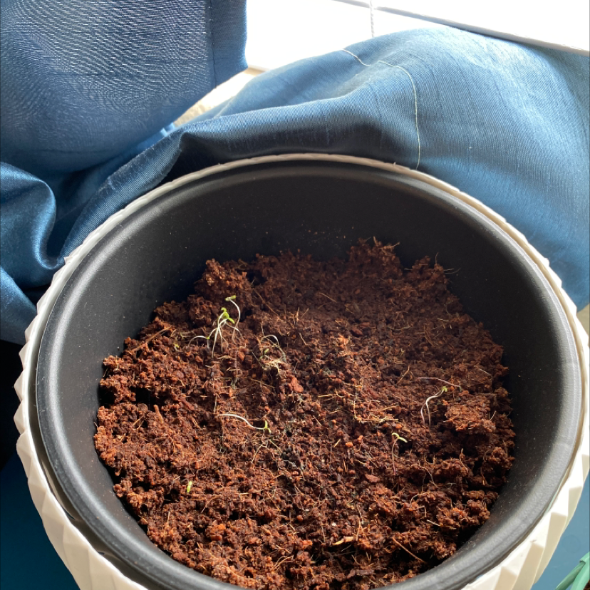 Close-up of a healthy Portulaca grandiflora succulent plant with small green leaves growing in a metal pot with reddish-brown soil.