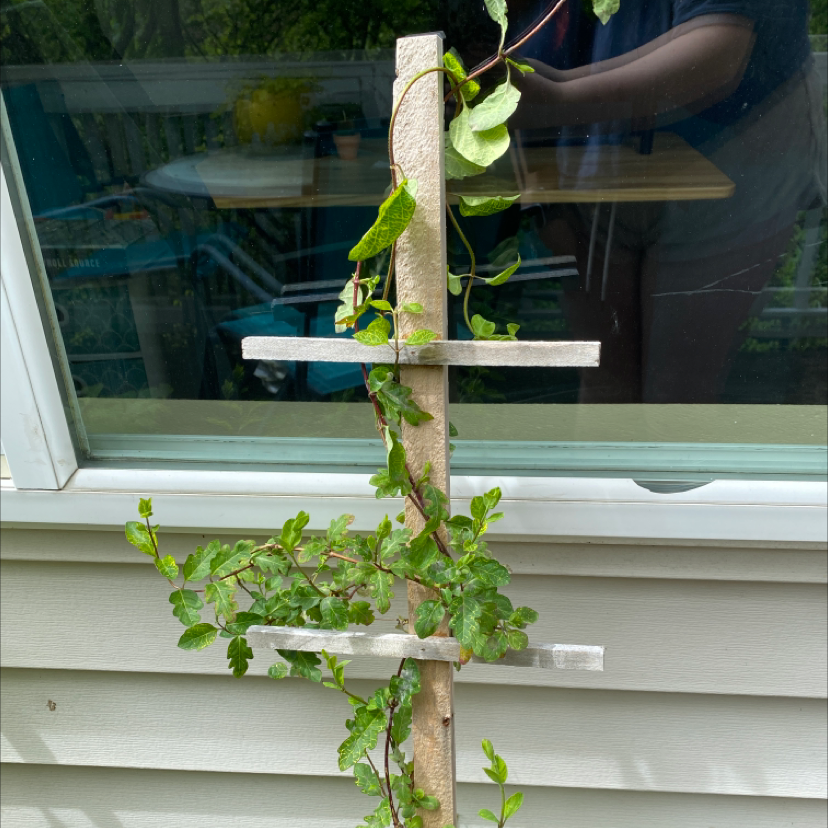 Choosing Fertilizer For My Japanese Honeysuckle
