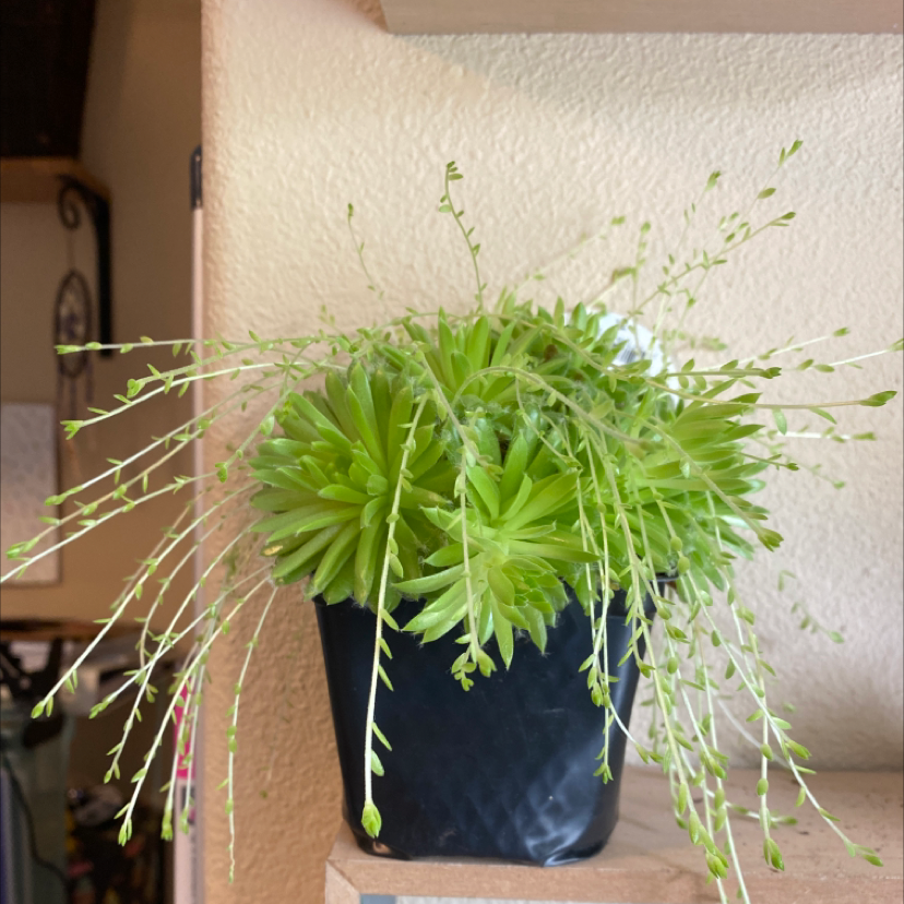 Photo of the plant species 'Kalinda' Hen and chicks by Annika named Aristotle on Greg, the plant care app