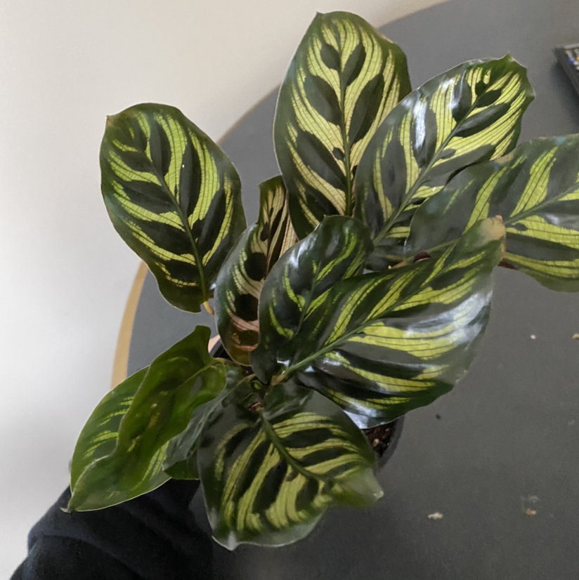 Cathedral Windows plant with variegated leaves, dark and light green patterns.