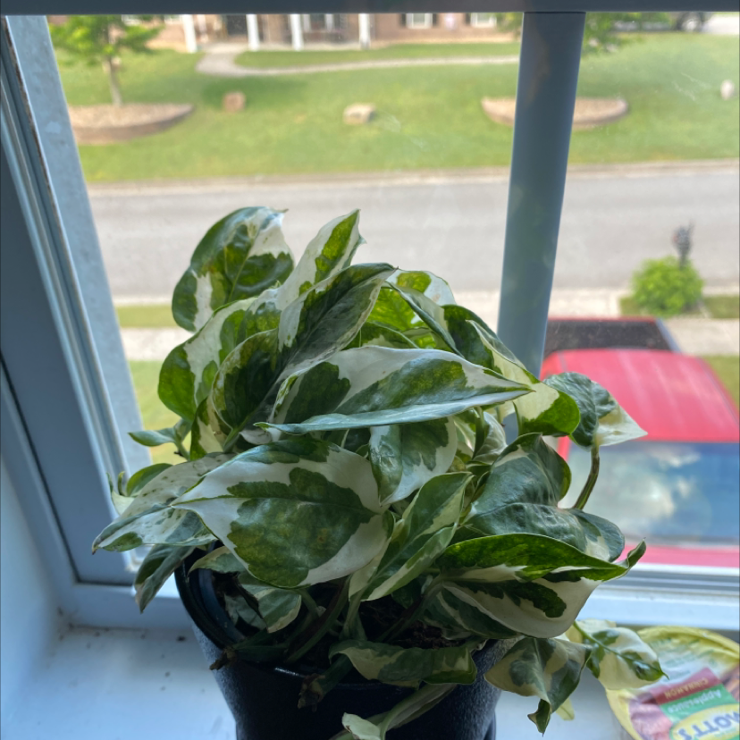 Pothos N' Joy plant with variegated leaves on a windowsill.