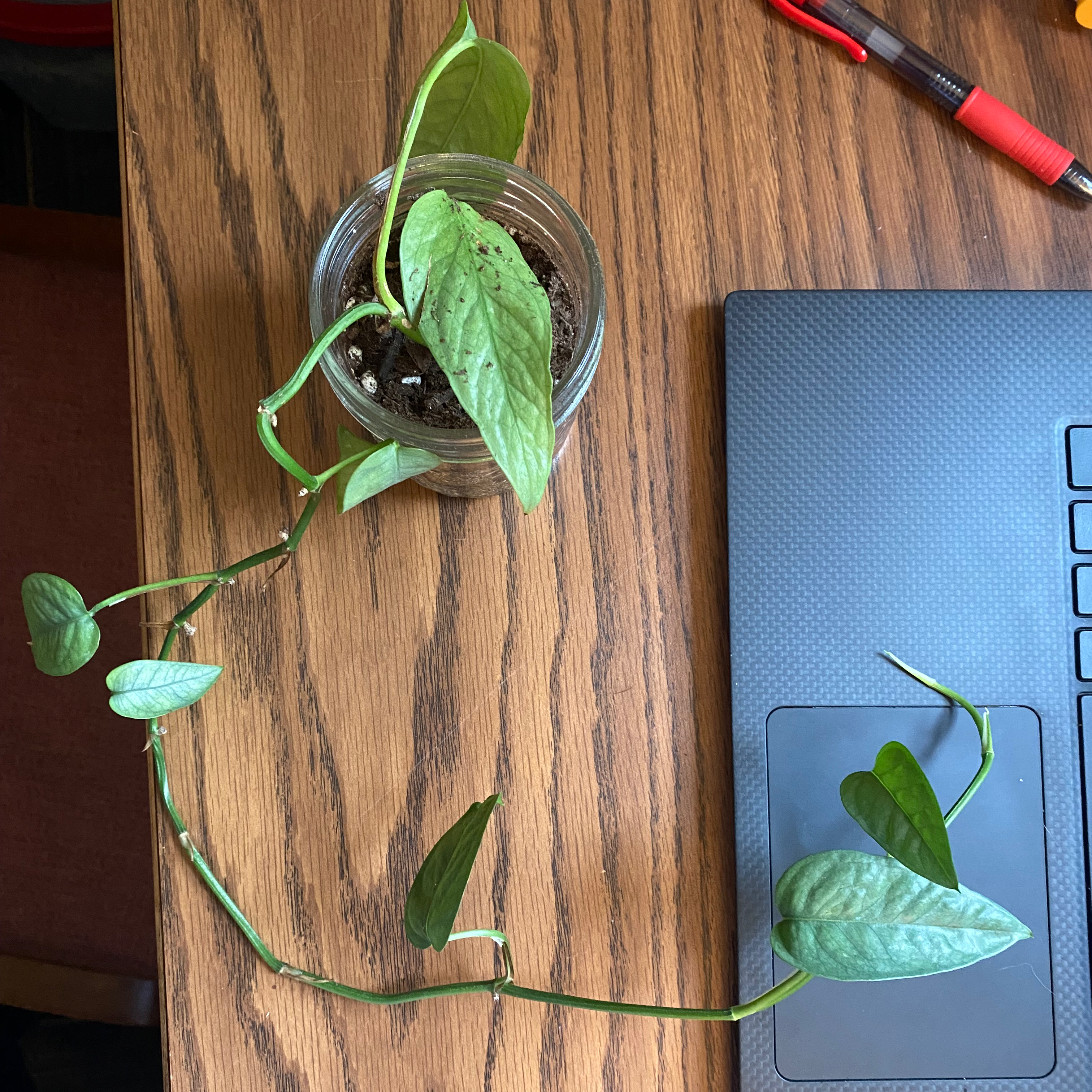 Cebu Blue Pothos plant in a glass container with soil on a wooden surface next to a laptop.