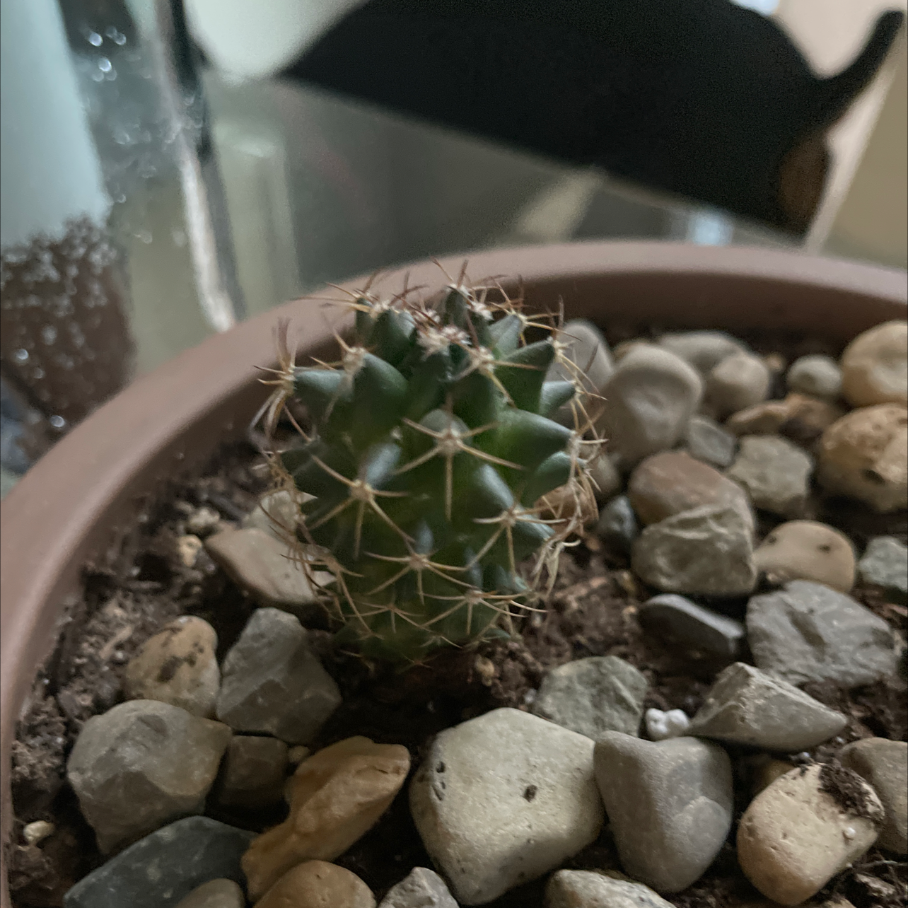 A small Texas Barrel Cactus in a pot with rocky soil, appearing healthy.