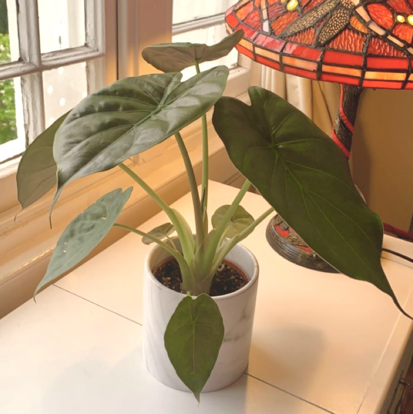Photo of the plant species Hardy Elephant Ears by @katya named Jim on Greg, the plant care app