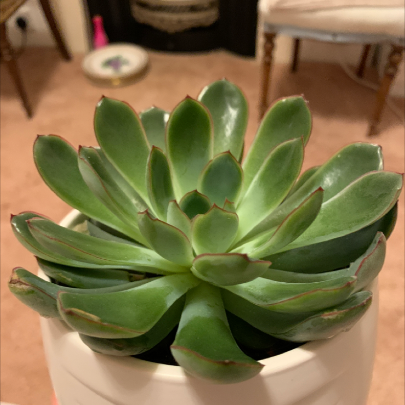 Lipstick Echeveria plant photo by @katya named Donna on Greg, the plant care app.