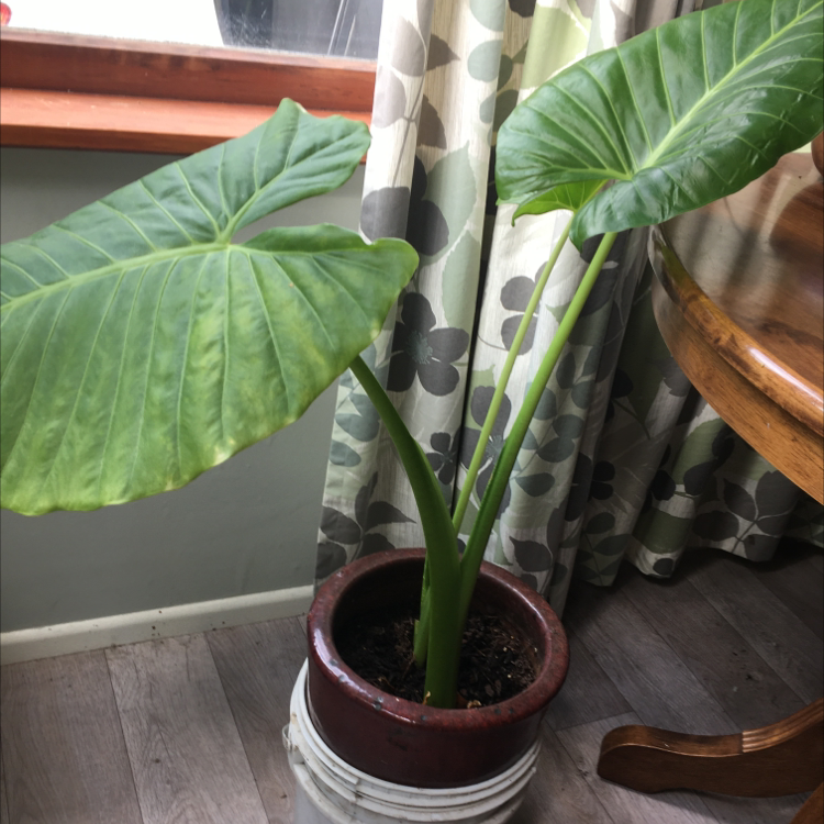 Potted Arrowleaf Elephant Ear plant with two large green leaves near a window.