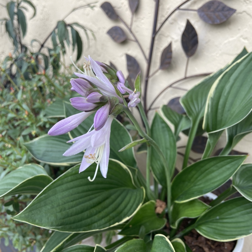 Photo of the plant species suji-gibōshi by Pammie named Your plant on Greg, the plant care app