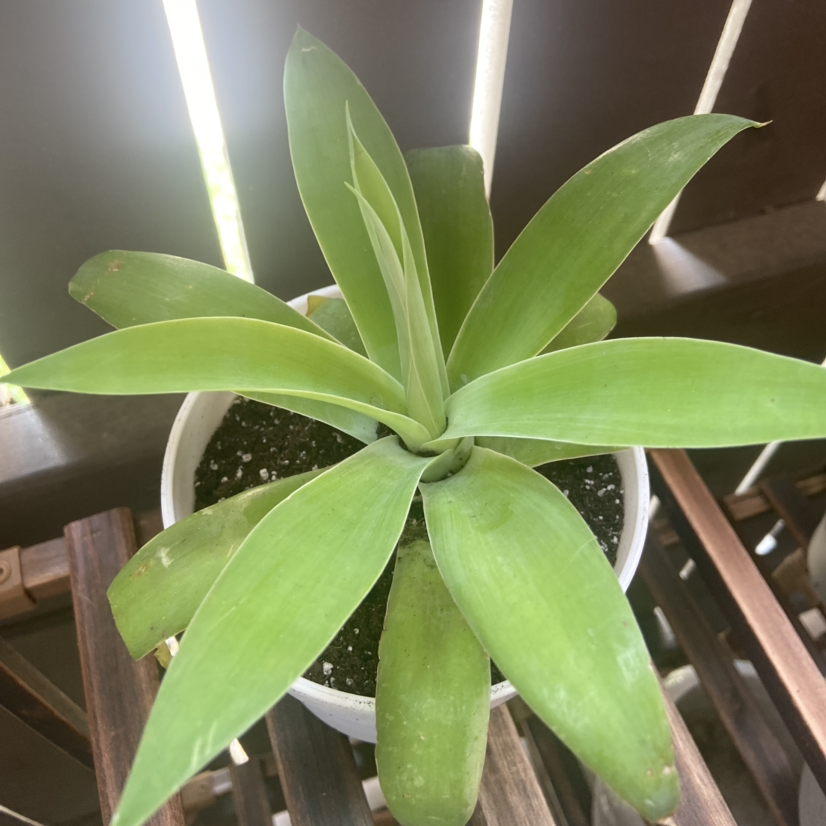 Healthy Lion's Tail Agave plant in a pot with green leaves and visible soil.