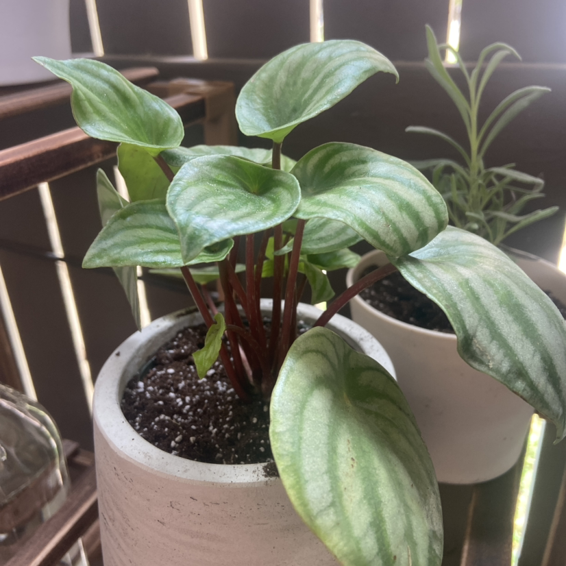 Healthy Watermelon Peperomia plant in a white pot with vibrant patterned leaves.