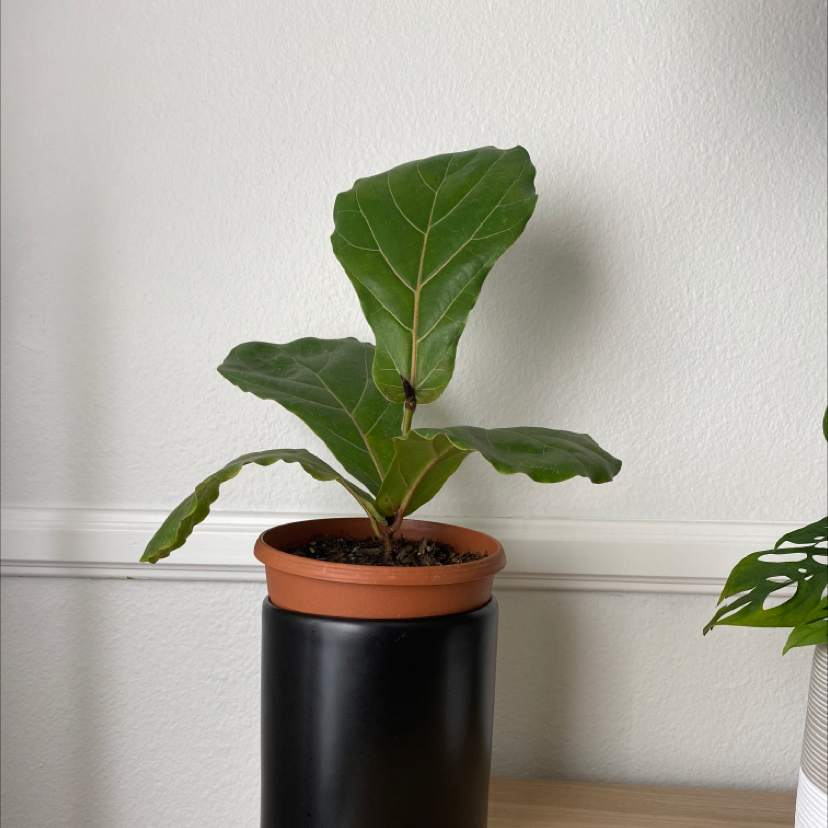 Fiddle Leaf Fig plant photo by @brian named Amelia on Greg, the plant care app.