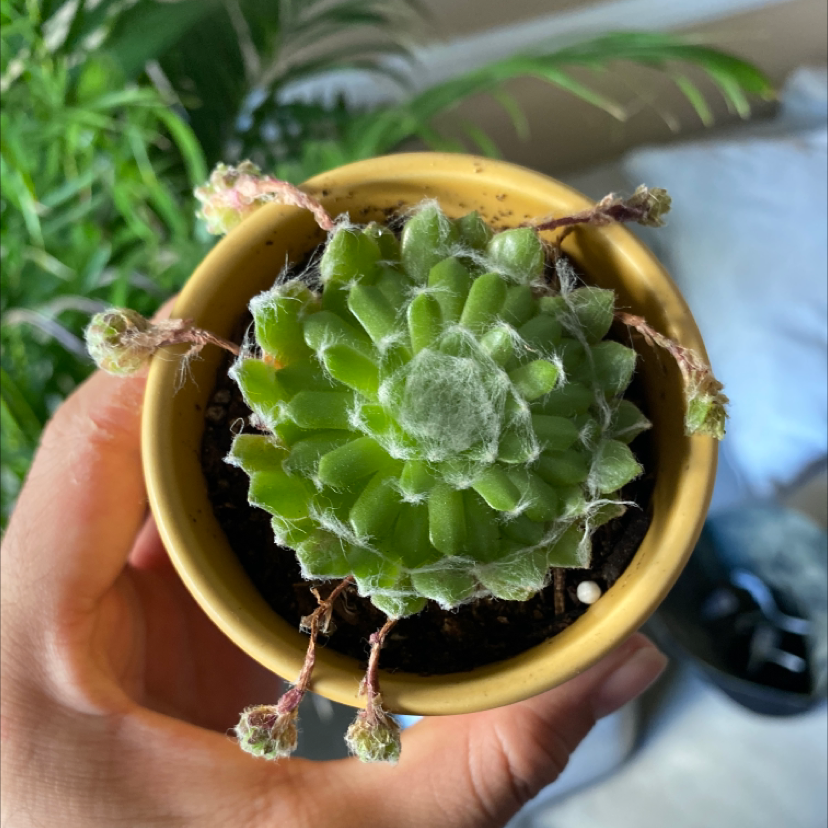 Cobweb Hens and Chicks plant photo by @brian named Fernie Saunders on Greg, the plant care app.