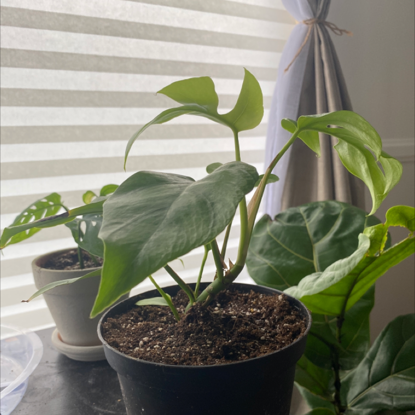Mini Monstera plant photo by @brian named Matt on Greg, the plant care app.