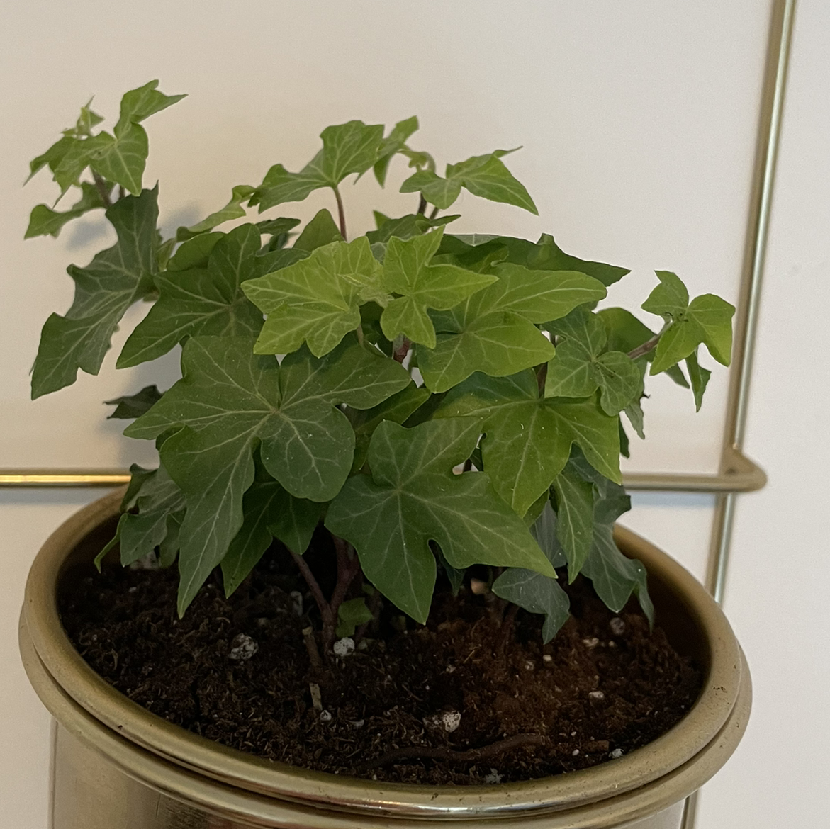 English Ivy plant photo by @Michaelaraine named Your plant on Greg, the plant care app.