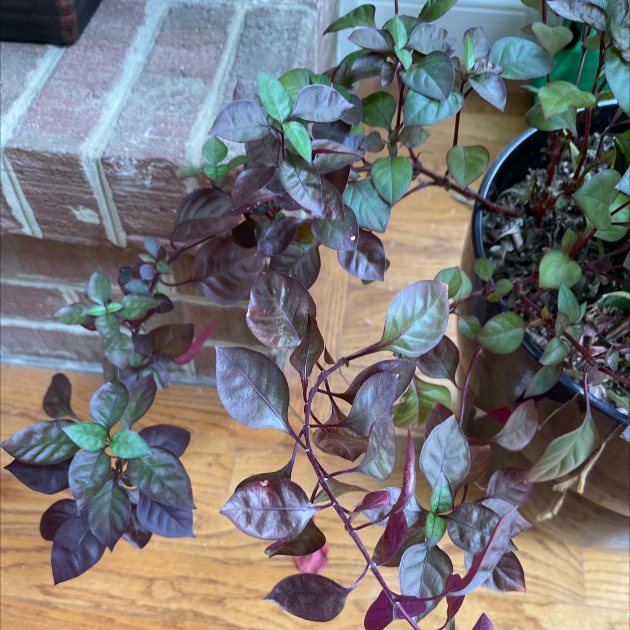 Brazilian Joyweed plant with vibrant purple and green leaves in a pot indoors.
