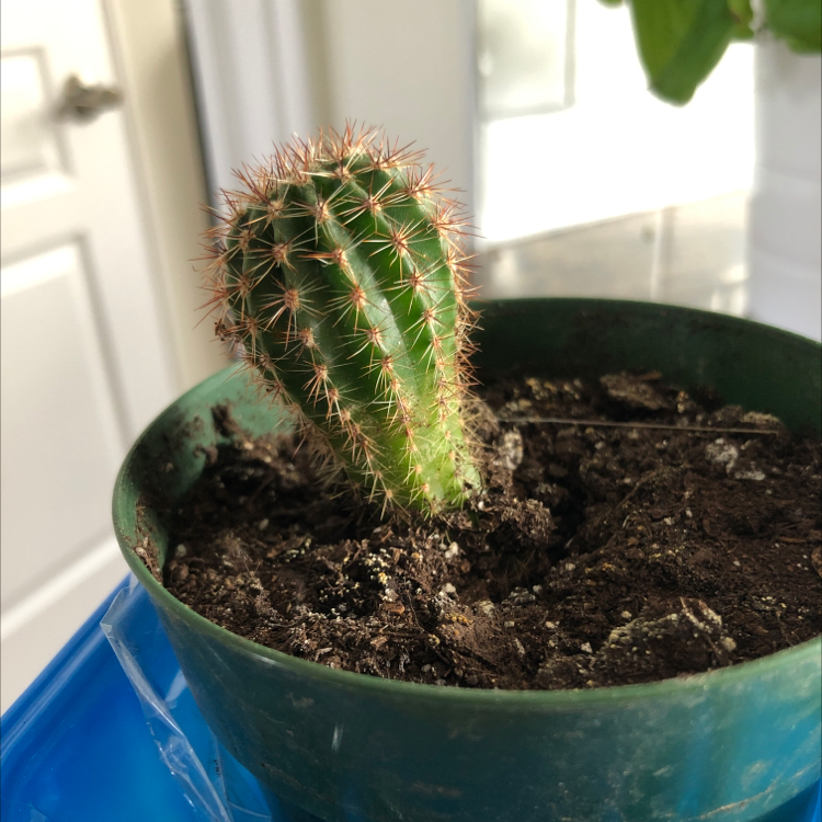 A healthy Silver Torch Cactus in a green pot with visible soil.