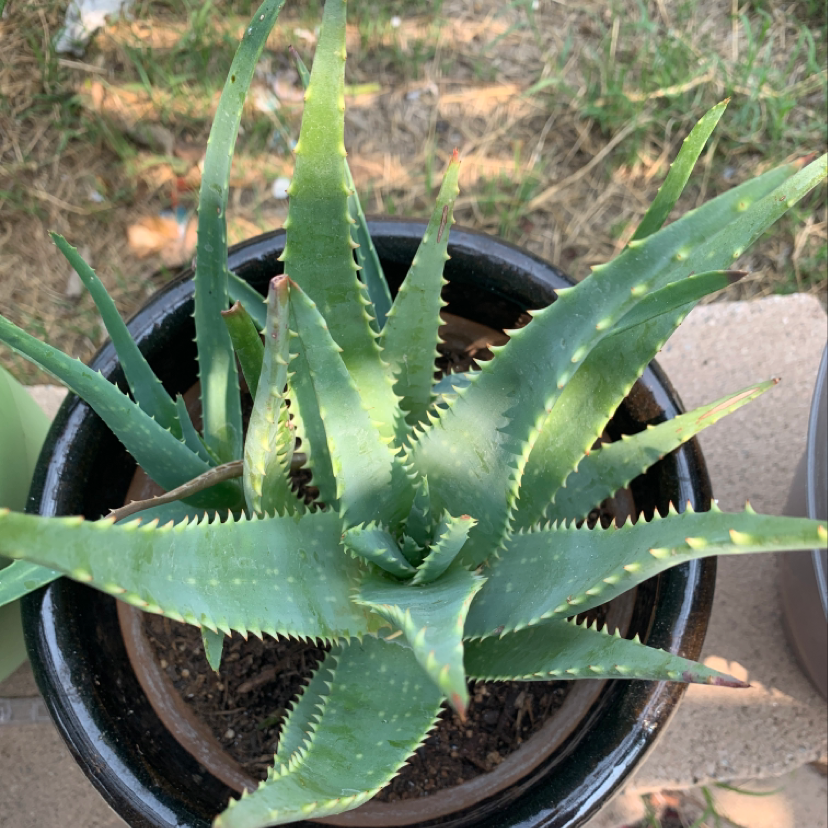 A healthy, vibrant green Aloe vera plant with long spiky leaves in a black plastic pot, outdoors on a paved surface.
