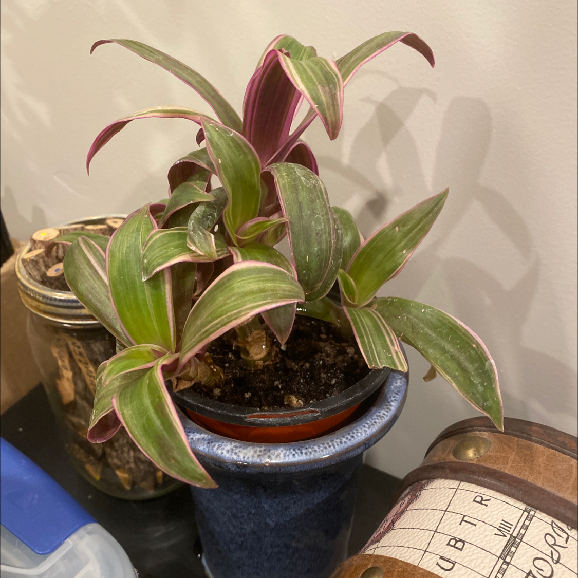 Healthy Moses-in-the-Cradle plant with vibrant green and purple striped leaves in a blue ceramic pot.