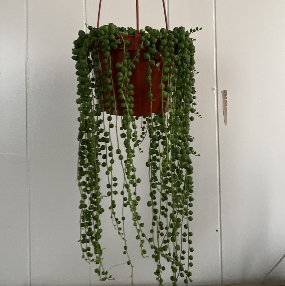 Hanging pot with a healthy String of Pearls plant, vibrant green leaves.