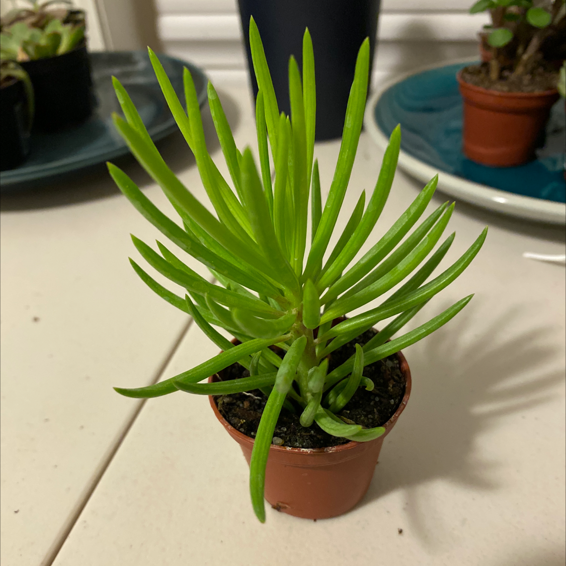 Healthy Succulent Bush Senecio in a small pot with slender green leaves.