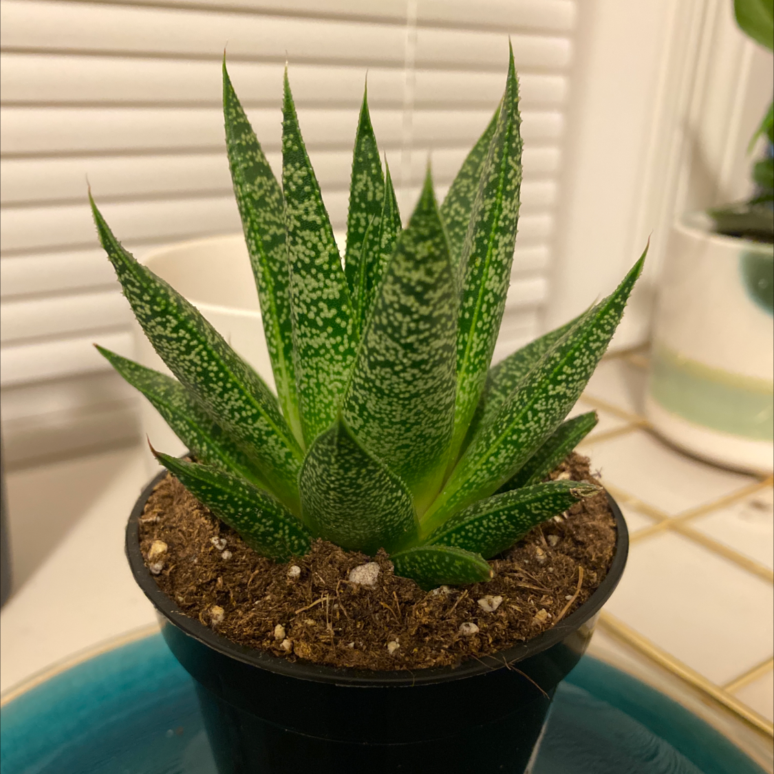Healthy Zebra Plant with striped pointed leaves in a rosette, planted in a small pot, against a light background.