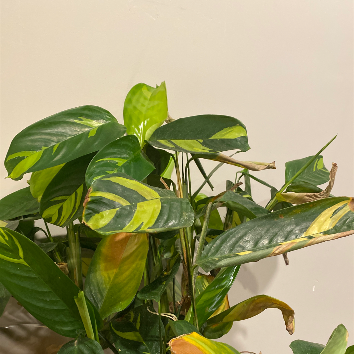 Golden Mosaic Plant with variegated leaves showing yellowing and browning.