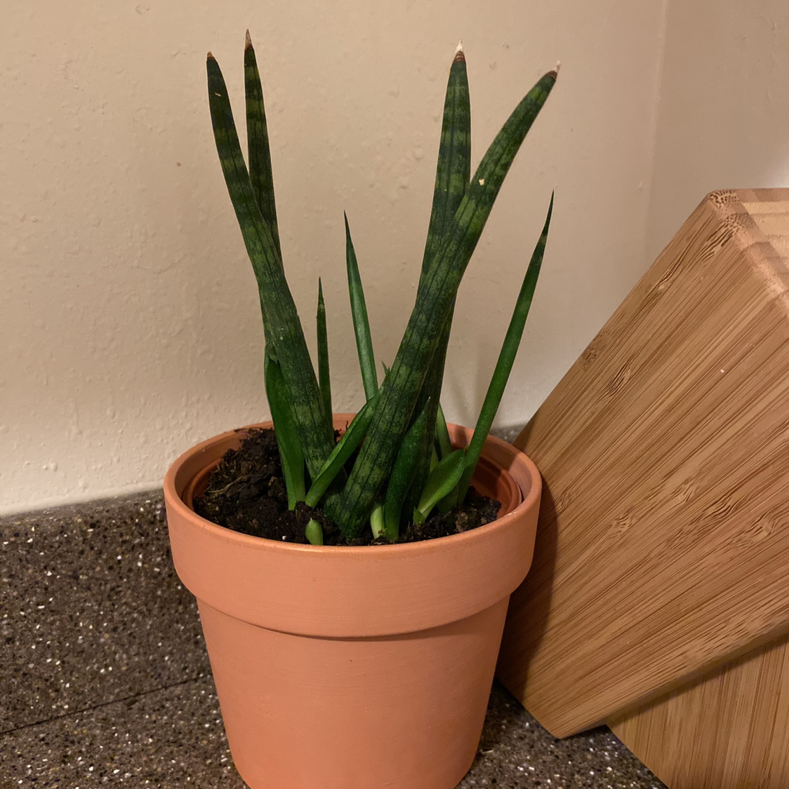 Cylindrical Snake Plant in a terracotta pot with healthy green leaves.
