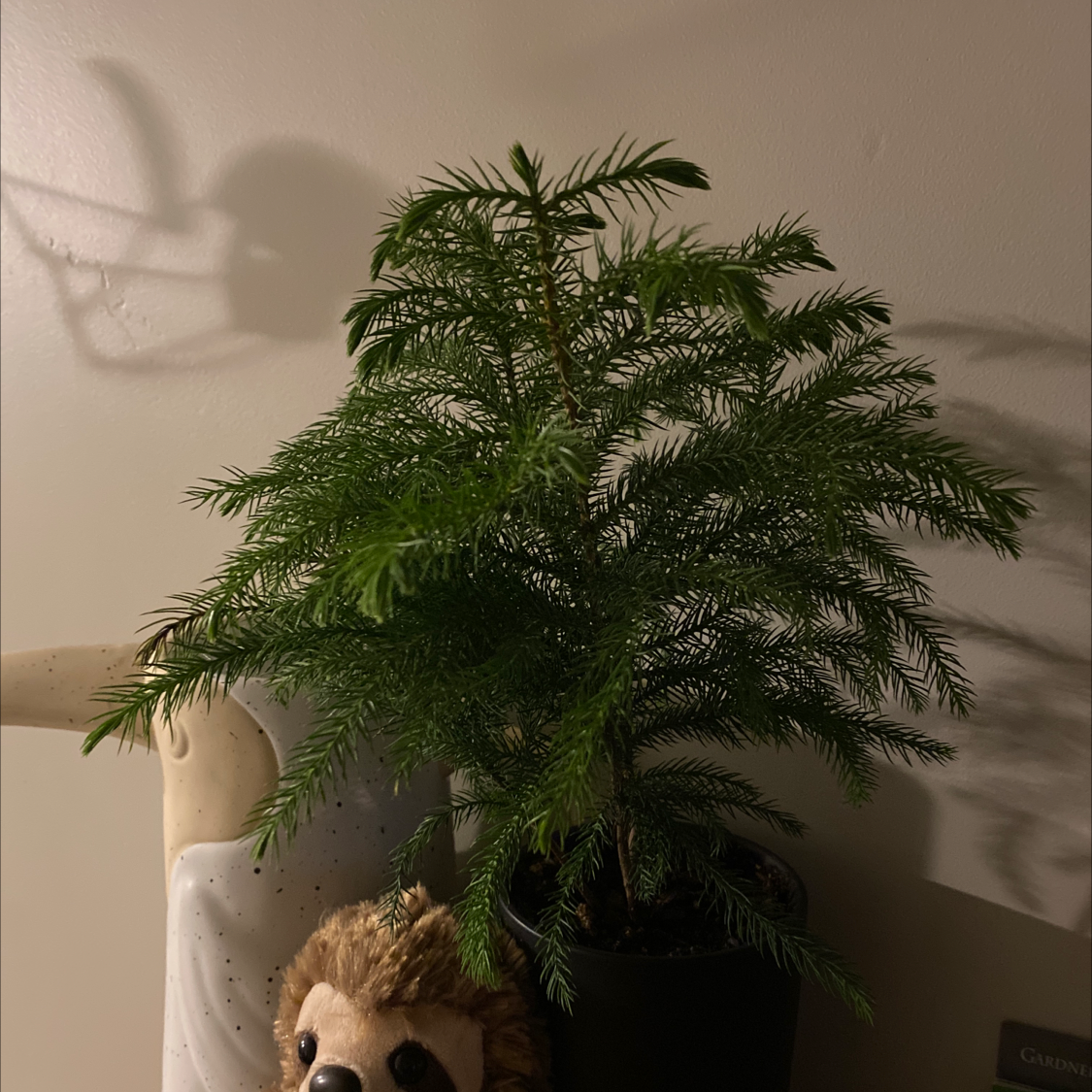 Norfolk Island Pine in a pot with green foliage, decorative item in the background.