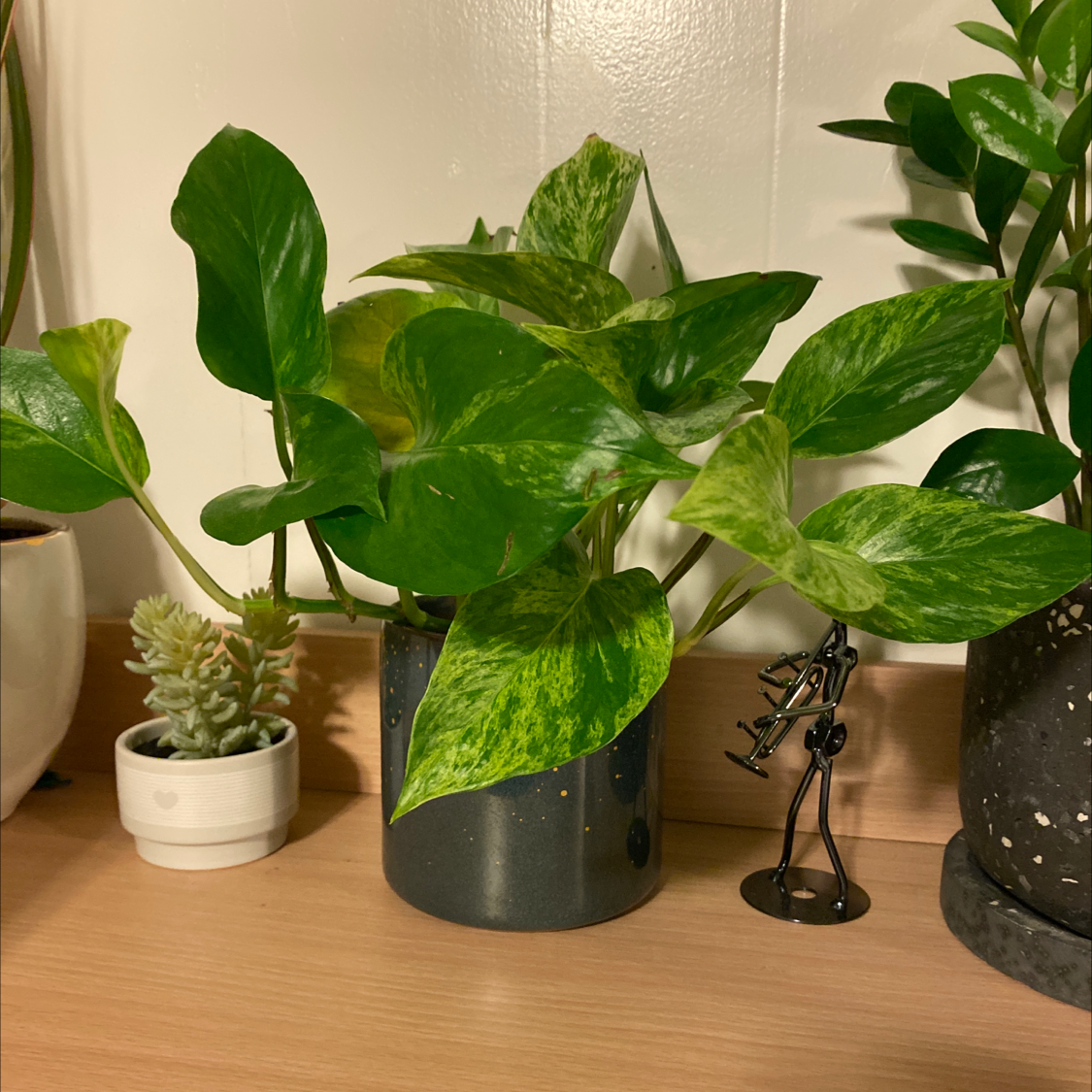 Marble Queen Pothos plant in a pot on a wooden surface, surrounded by other plants.