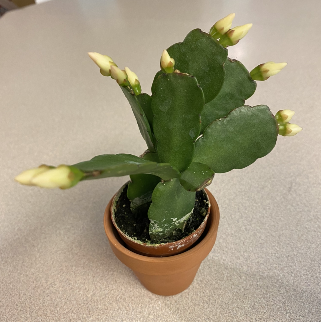 Potted Easter Cactus with several buds, healthy and well-framed.