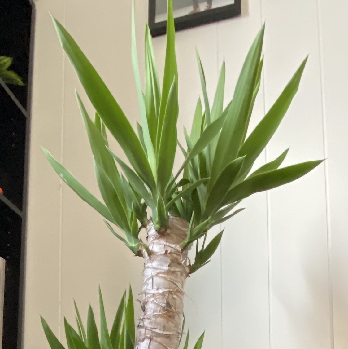 Close-up view of a healthy Blue-Stem Yucca plant with long green sword-shaped leaves emerging from a central stem.