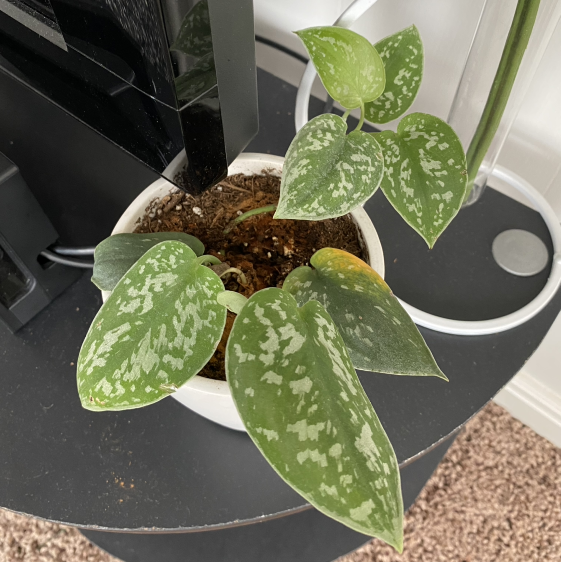 Satin Pothos plant photo by @Thelostblonde named Charlotte on Greg, the plant care app.