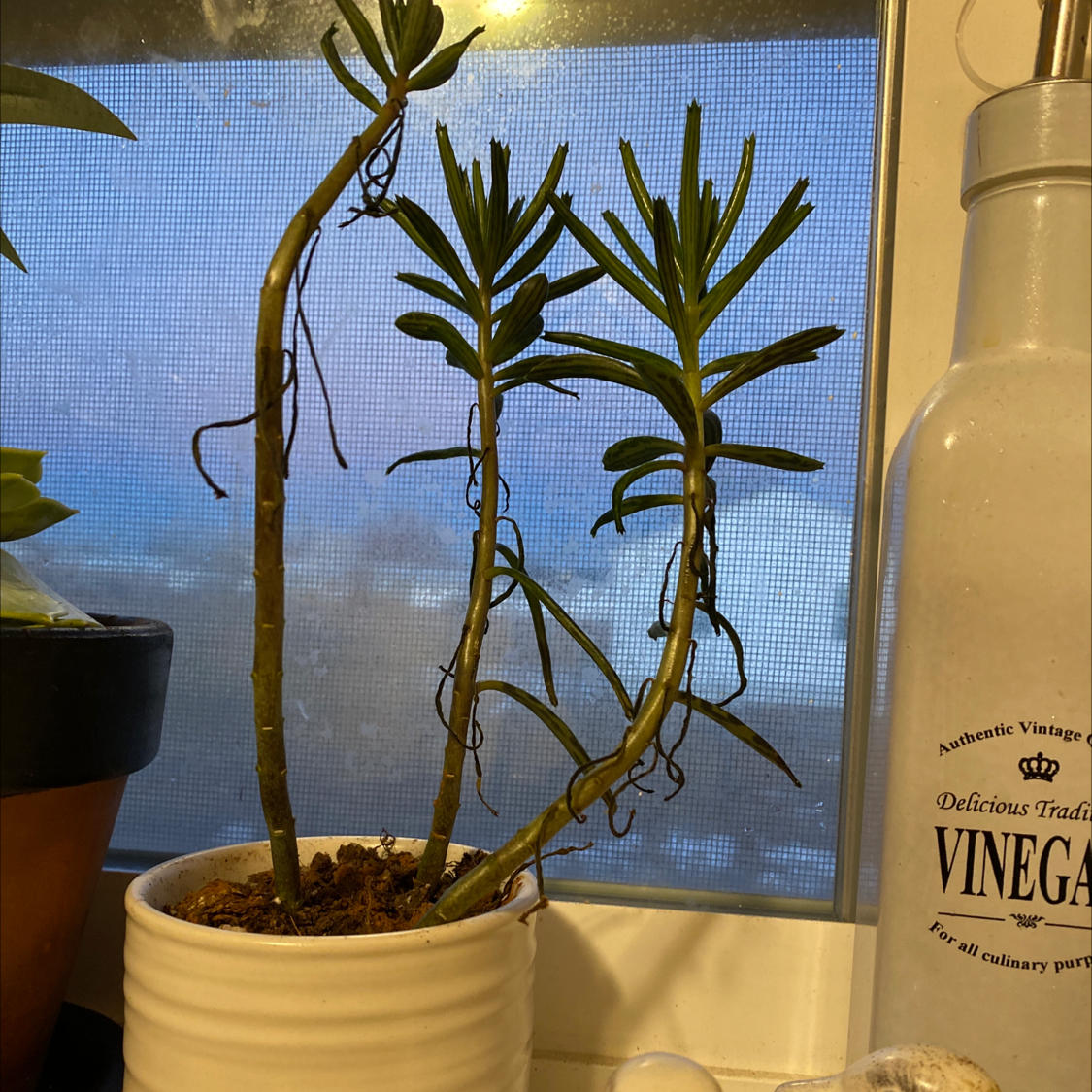 Potted Mother of Millions plant with tall stems and unique leaf shape. Some lower leaf yellowing. Positioned by window screen.