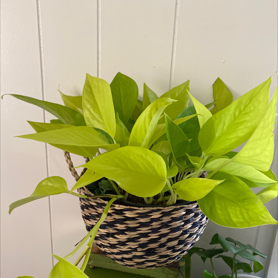 Healthy Neon Pothos plant in a woven basket with vibrant green leaves.
