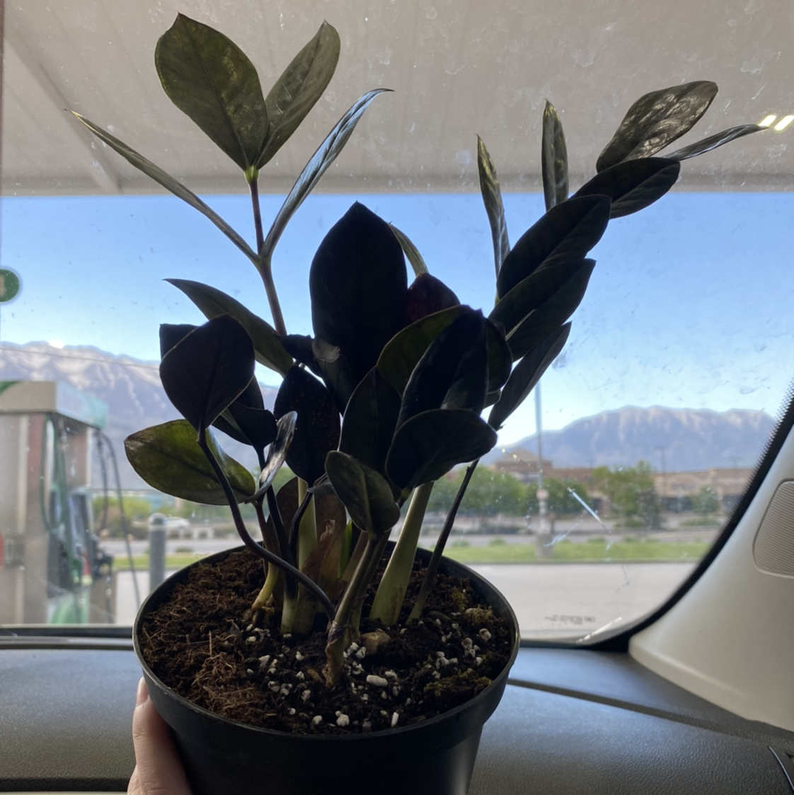 Raven ZZ Plant plant photo by @Thelostblonde named David on Greg, the plant care app.