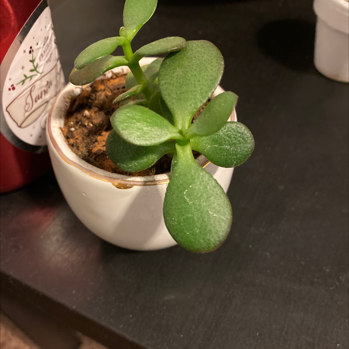 A healthy Jade plant (Crassula ovata) in a white pot with visible soil.