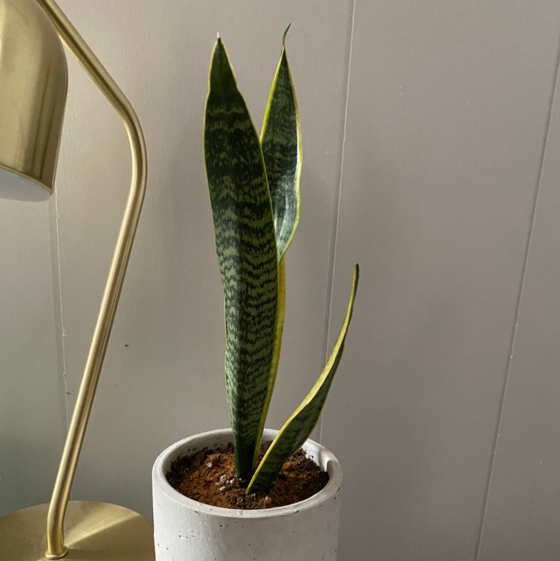 Snake Plant 🟡 Yellow Leaves Solutions