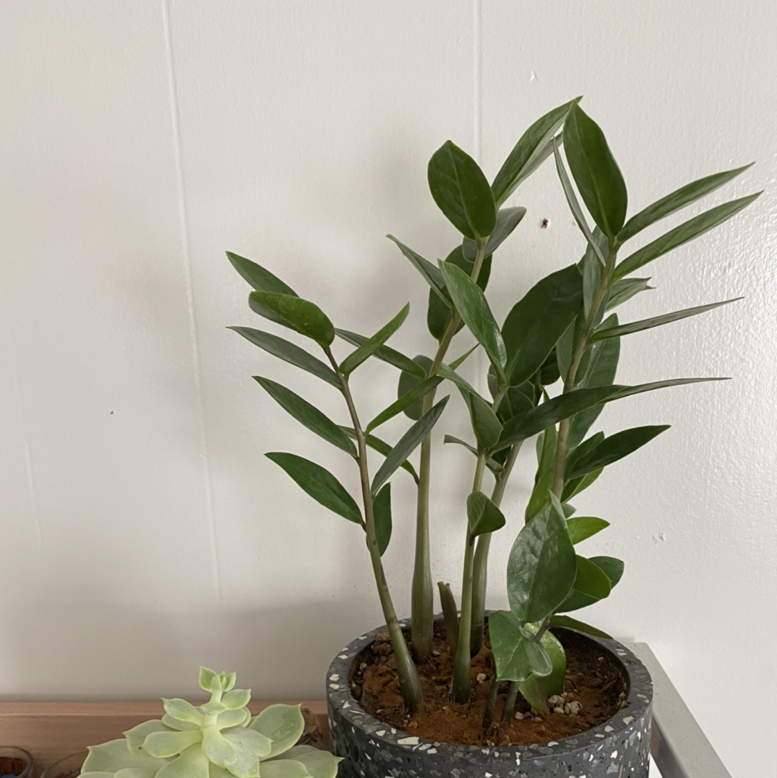 A thriving ZZ plant with glossy green leaves in a dark pot, sitting next to small succulents on a wooden surface.