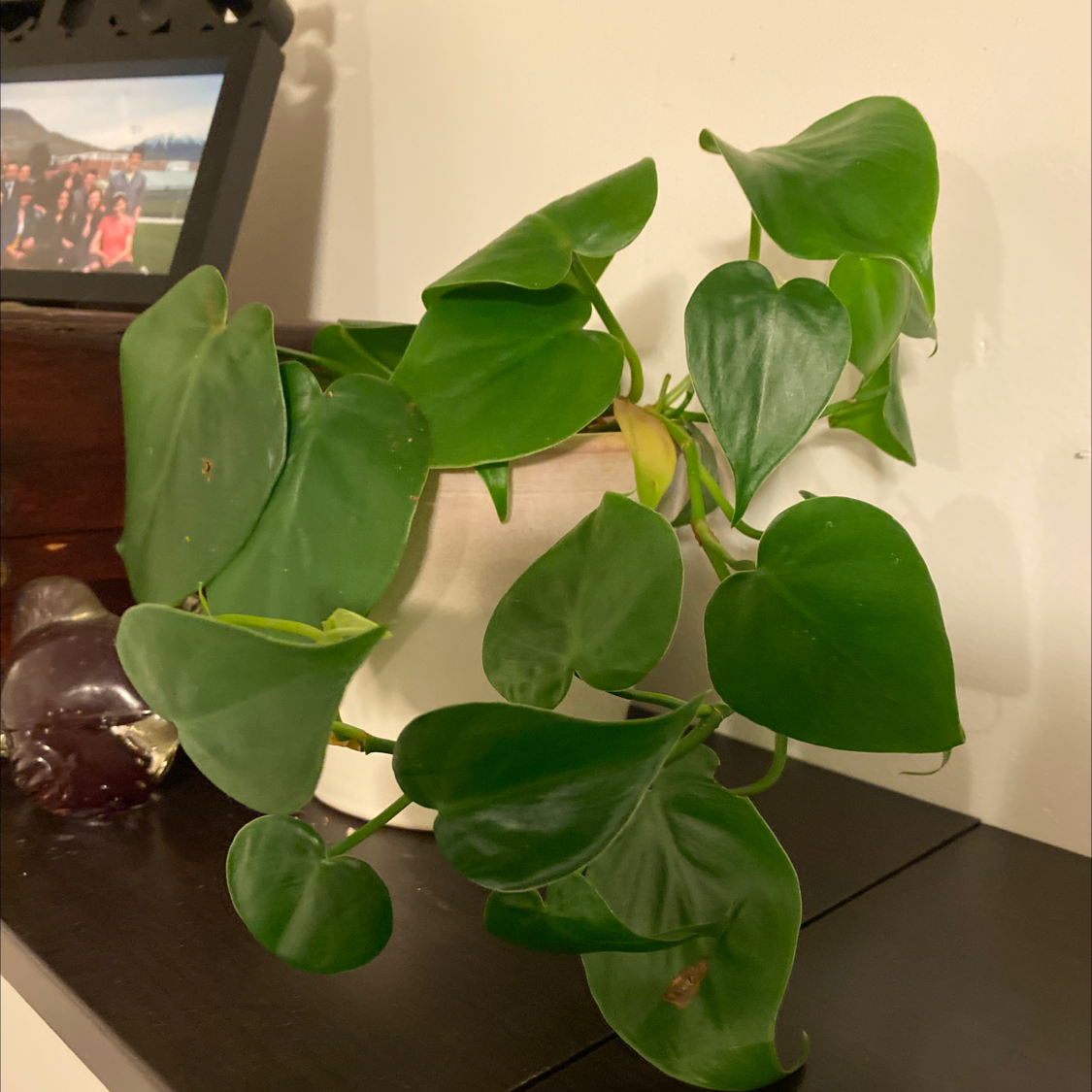 A vibrant, healthy Heartleaf Philodendron plant with lush green leaves, photographed indoors.