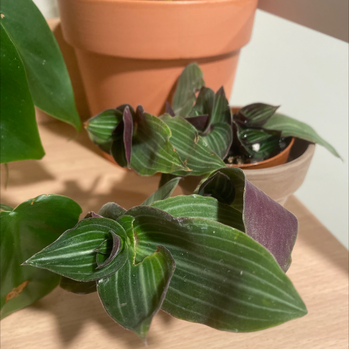 A healthy small-leaf spiderwort plant with vibrant green and purple striped leaves in a terracotta pot, nicely framed.