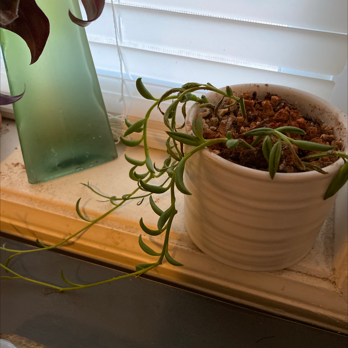 Healthy String of Bananas plant with long trailing stems and small banana-shaped leaves, growing in a terracotta pot on a windowsill.