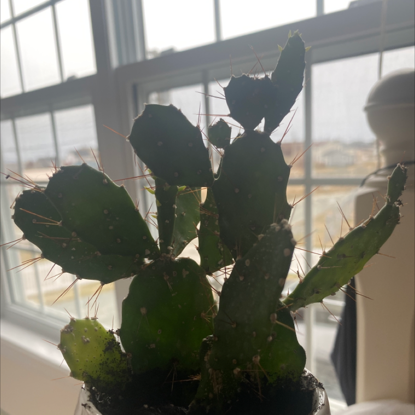 Brazilian Pricklypear cactus with several pads and visible spines, indoors near a window.