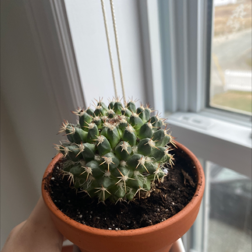 Mexican Pincushion cactus in a terracotta pot, held by a hand near a window.