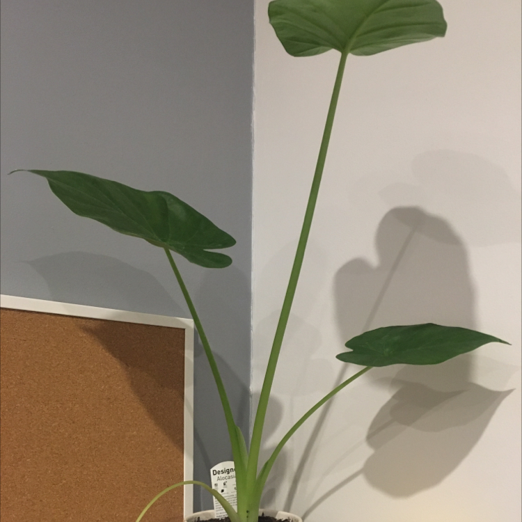 Healthy Chinese Taro plant with two large, vibrant green, heart-shaped leaves. No signs of discoloration or disease.