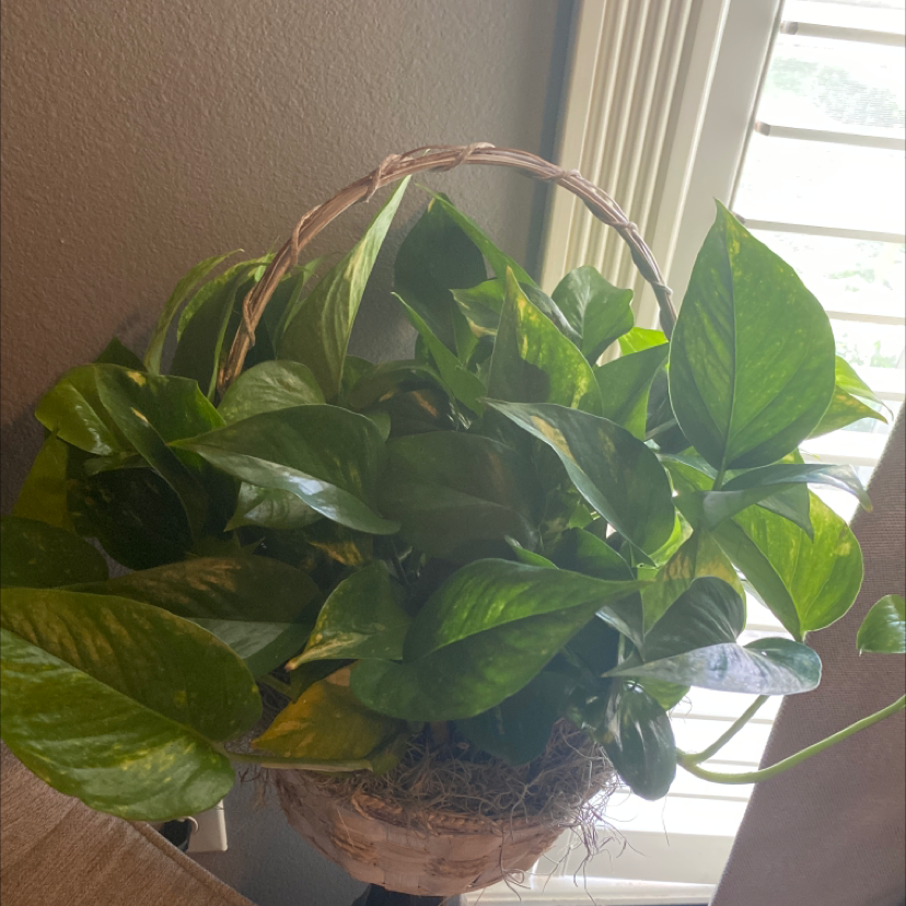 Taro Vine plant photo by Stella named Goldy on Greg, the plant care app.