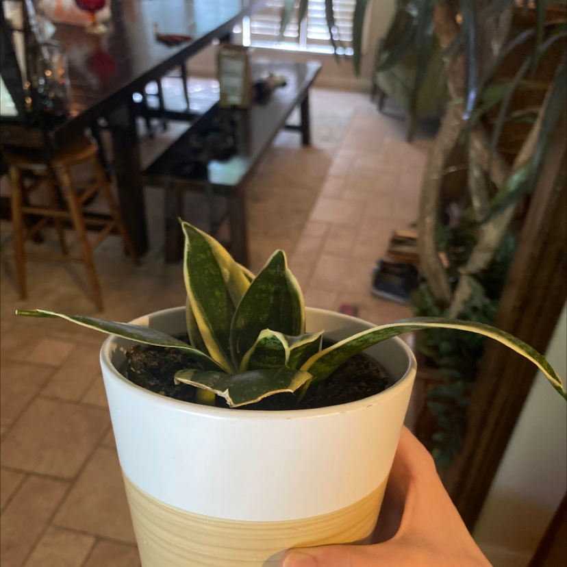 Snake Plant plant photo by Stella named Snape on Greg, the plant care app.