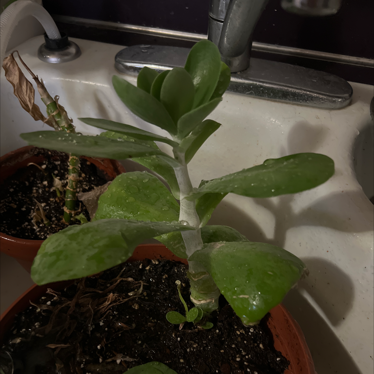 Pig's Ear (Cotyledon orbiculata) plant in a pot, placed in a bathroom sink. Another plant with browning leaves is in the background.