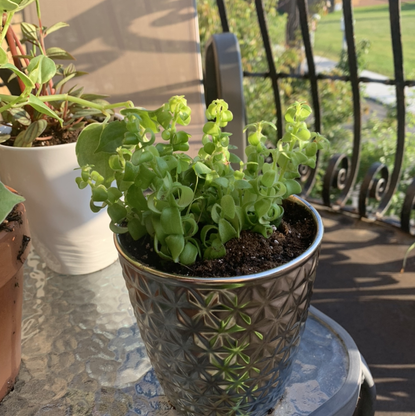 Potted Twisted Lipstick Plant with curly green leaves on a glass table outdoors.