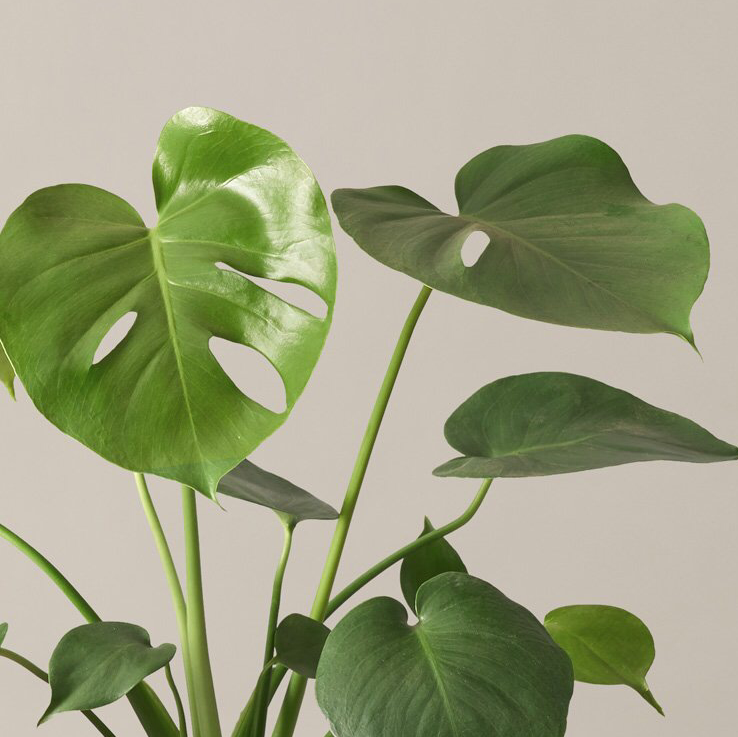 Photo of the plant species Monstera by Olivia named Money D on Greg, the plant care app