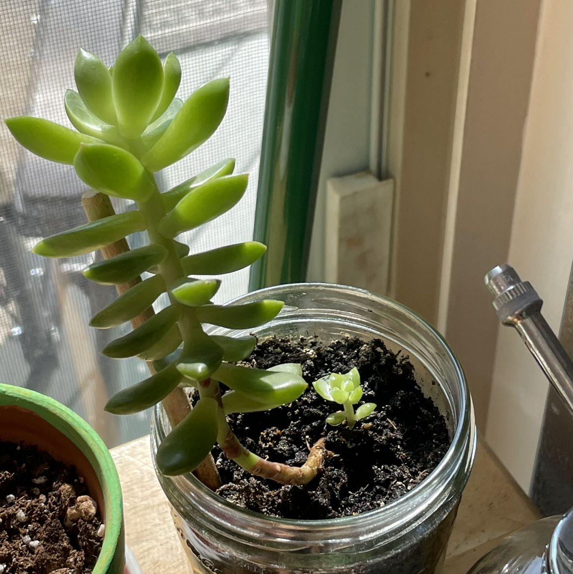 Sedum adolphi 'Golden Glow' plant in a glass container with visible soil and a smaller plant growing beside it.